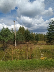 Heracleum sosnowskyi