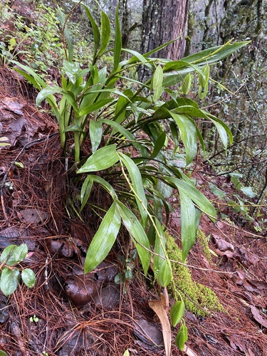Prosthechea varicosa, photograph 5