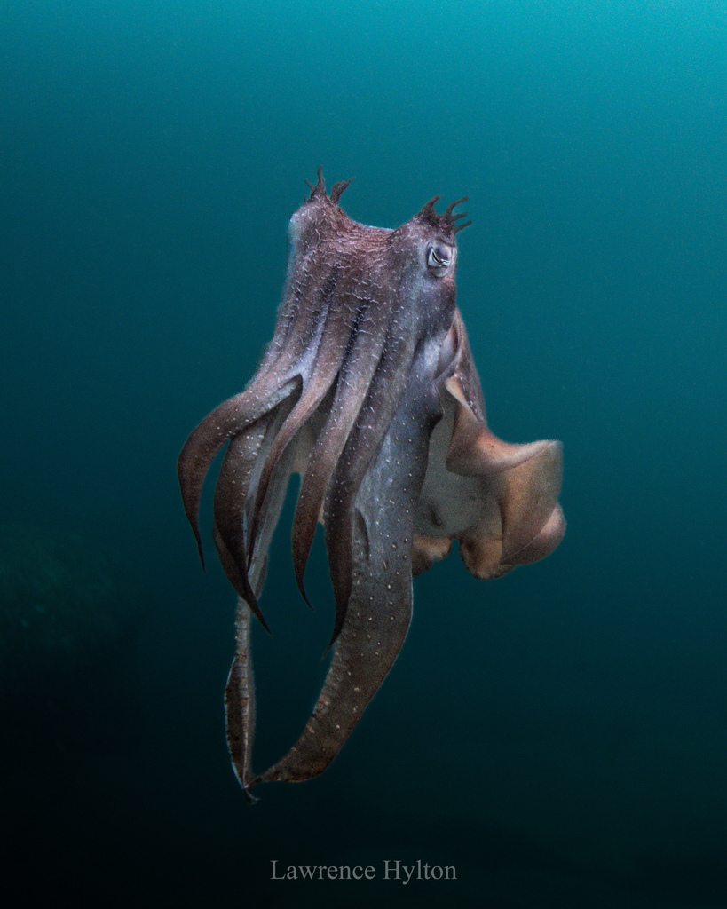 Giant Australian cuttlefish hanging in blue-green open water with its arms trailing below it