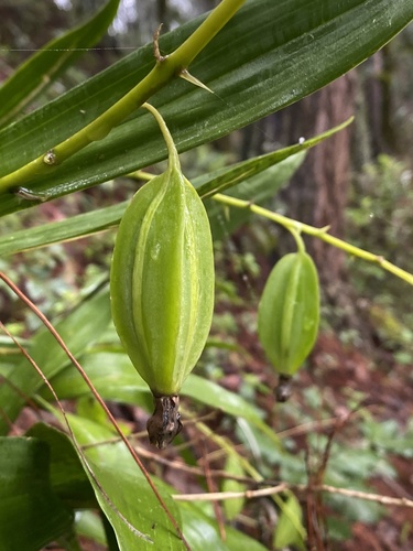Prosthechea varicosa, photograph 6