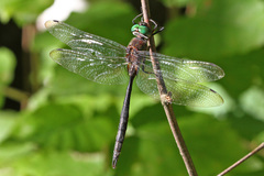 Somatochlora williamsoni