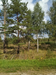 Heracleum sosnowskyi