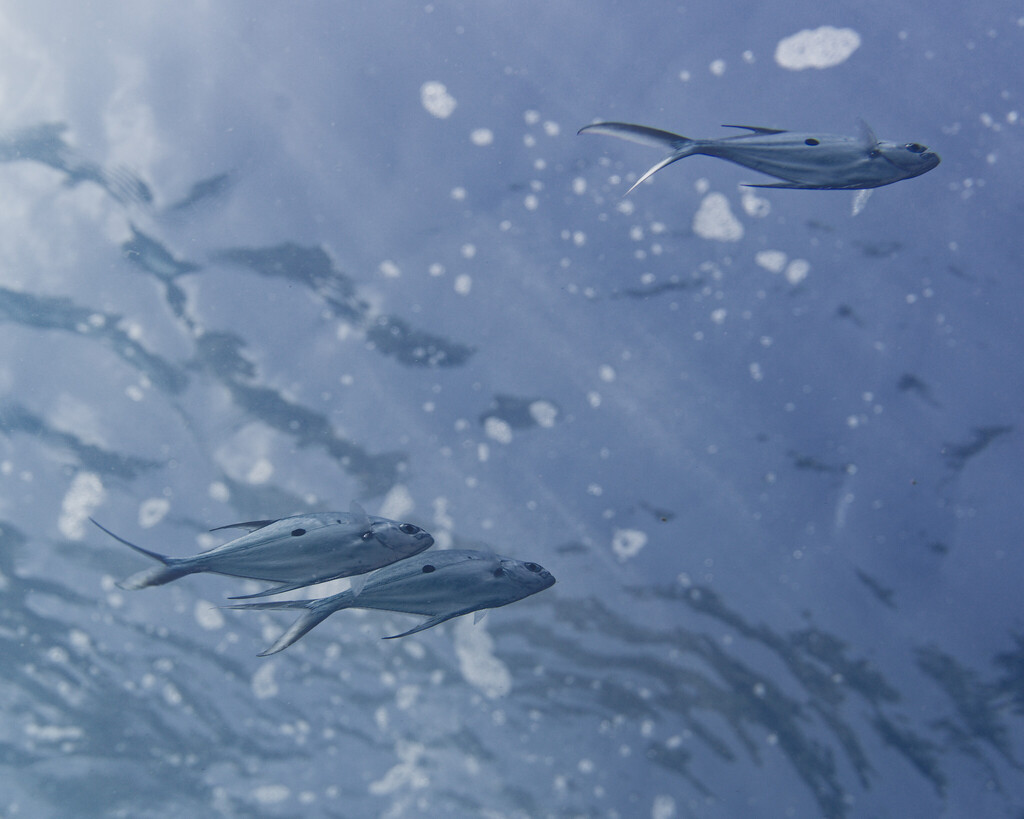Marquesas dart