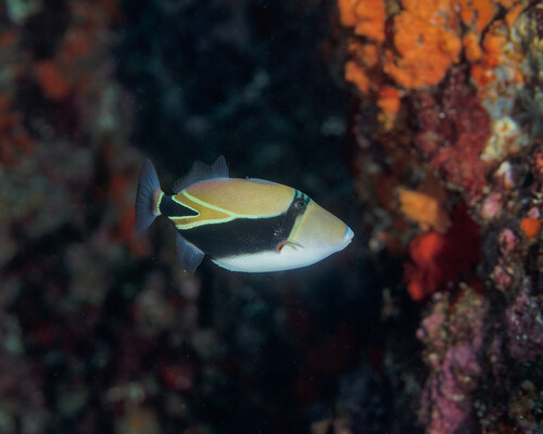 Black-banded triggerfish (Rhinecanthus rectangulus) — Balistidae — 4