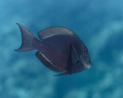 Bluespotted Surgeonfish photo 3