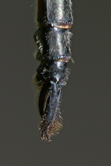 Somatochlora williamsoni