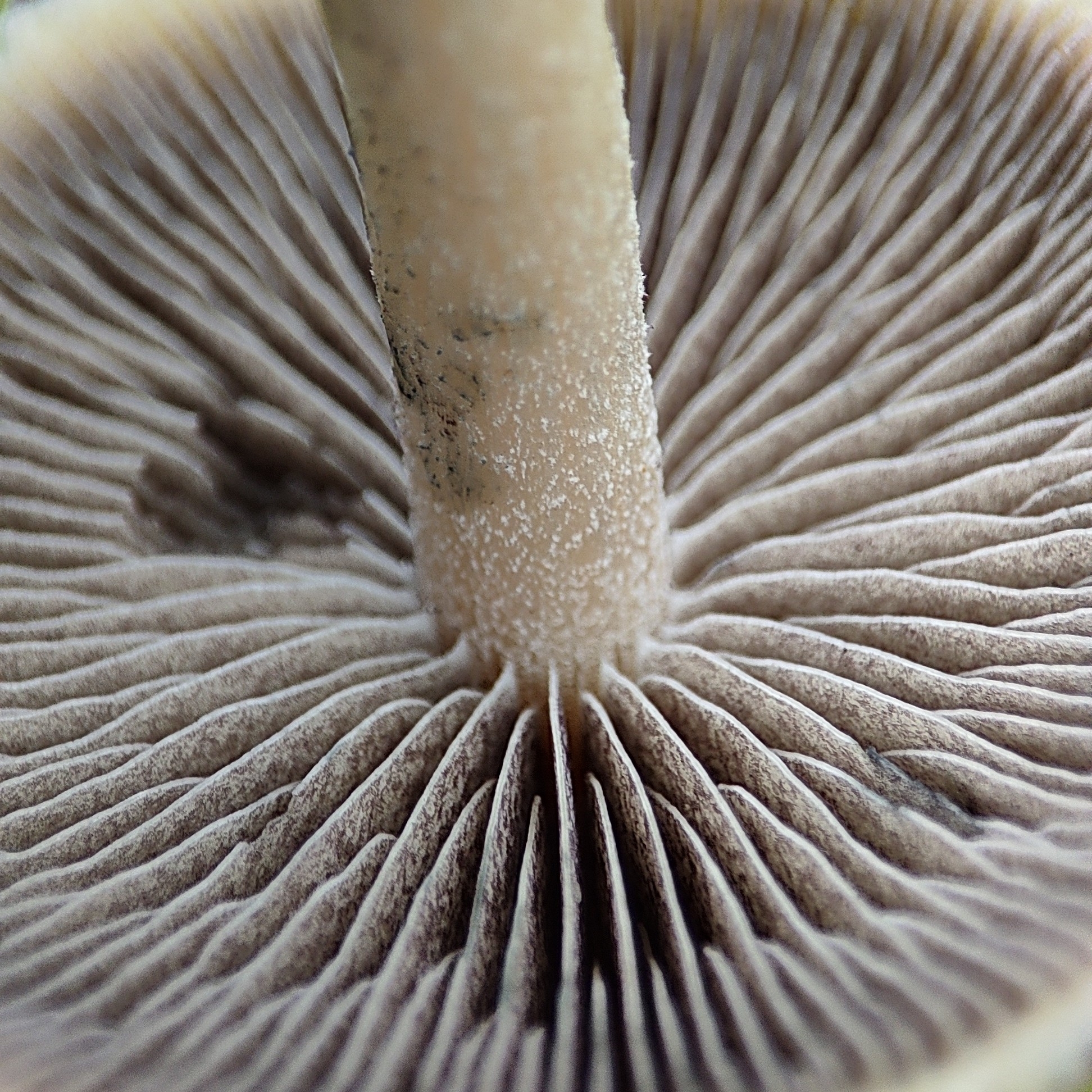 Gill structure