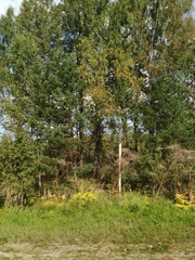 Heracleum sosnowskyi