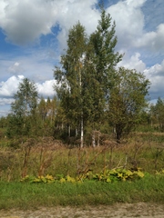 Heracleum sosnowskyi