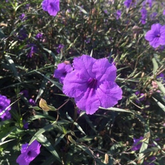 Ruellia simplex