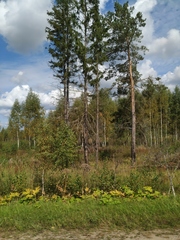 Heracleum sosnowskyi