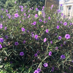 Ruellia simplex