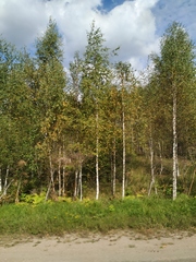 Heracleum sosnowskyi