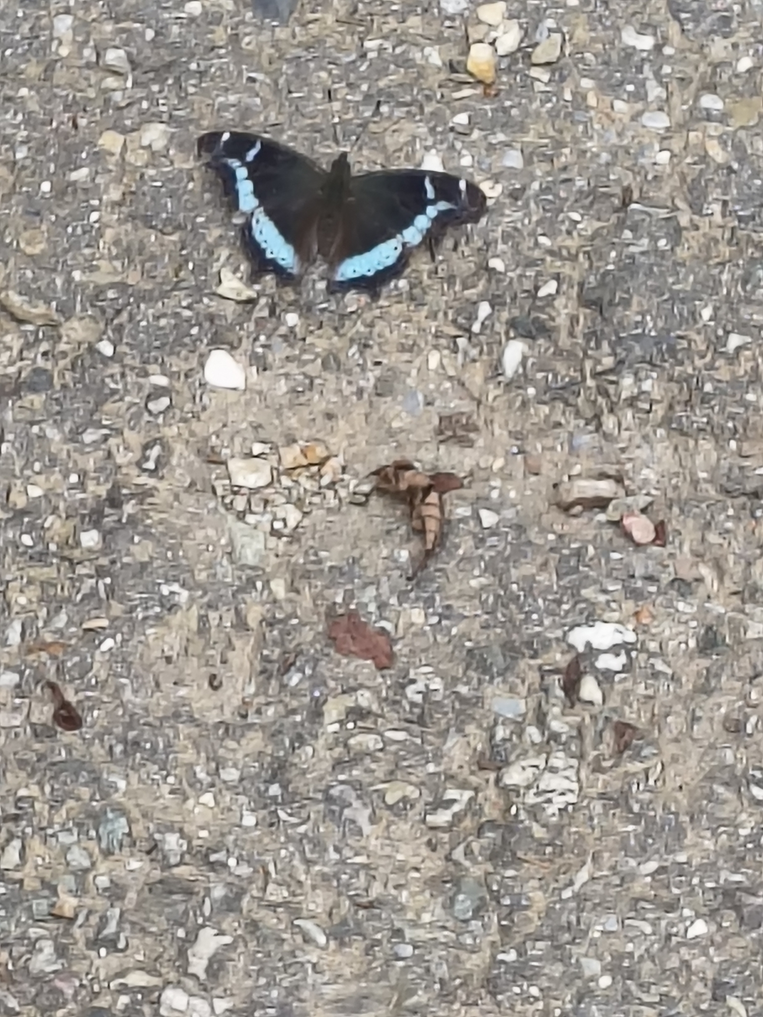 Blue Admiral