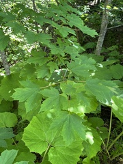 Acer heldreichii, photograph (c) Наталья Пикалова, some rights reserved (CC BY)
