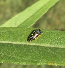 Acmaeodera flavopicta
