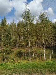 Heracleum sosnowskyi