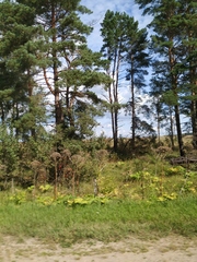 Heracleum sosnowskyi