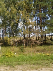 Heracleum sosnowskyi