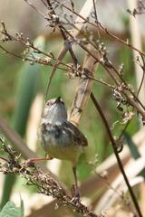 Prinia flavicans