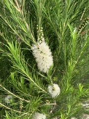 Melaleuca armillaris armillaris
