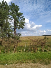 Heracleum sosnowskyi