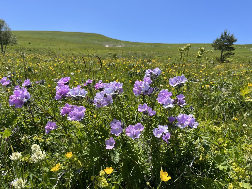 Linum hypericifolium; photograph (c) Наталья Пикалова, some rights reserved (CC BY)