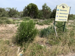 Melaleuca armillaris armillaris