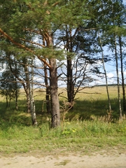 Heracleum sosnowskyi