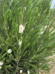 Melaleuca armillaris armillaris