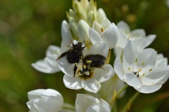 Peritrichia cinerea