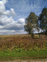 Heracleum sosnowskyi