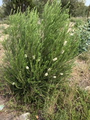Melaleuca armillaris armillaris