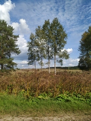 Heracleum sosnowskyi