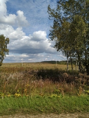Heracleum sosnowskyi