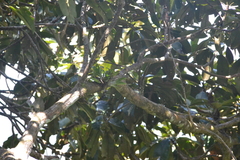 Catopsis sessiliflora