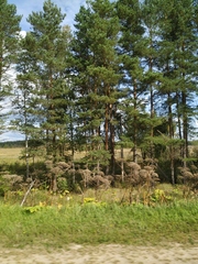 Heracleum sosnowskyi