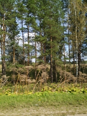Heracleum sosnowskyi