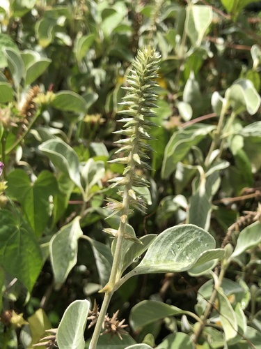 Achyranthes splendens observed 2025-06-24