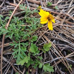 Bidens anthemoides