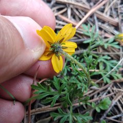 Bidens anthemoides