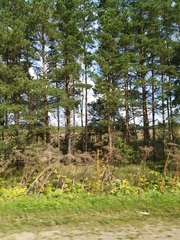 Heracleum sosnowskyi