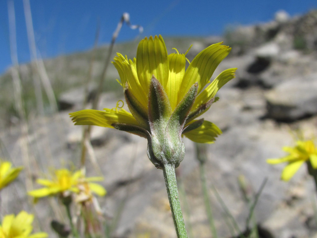 Gelasia filifolia