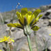 Gelasia filifolia - Photo (c) Gennadiy Okatov, algunos derechos reservados (CC BY-NC), subido por Gennadiy Okatov