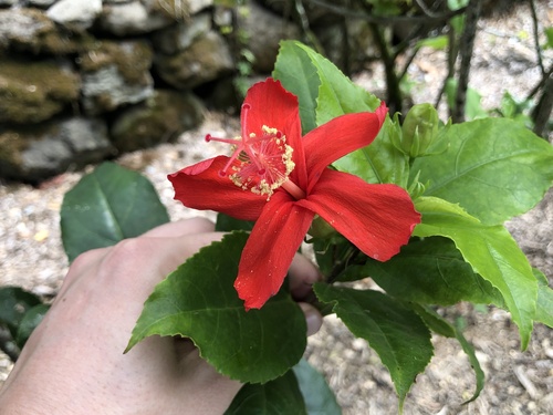 Hibiscus kokio observed 2025-06-24