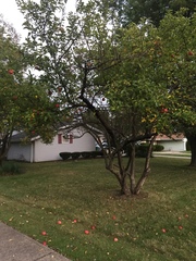 Malus dasyphylla