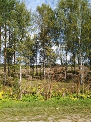 Heracleum sosnowskyi