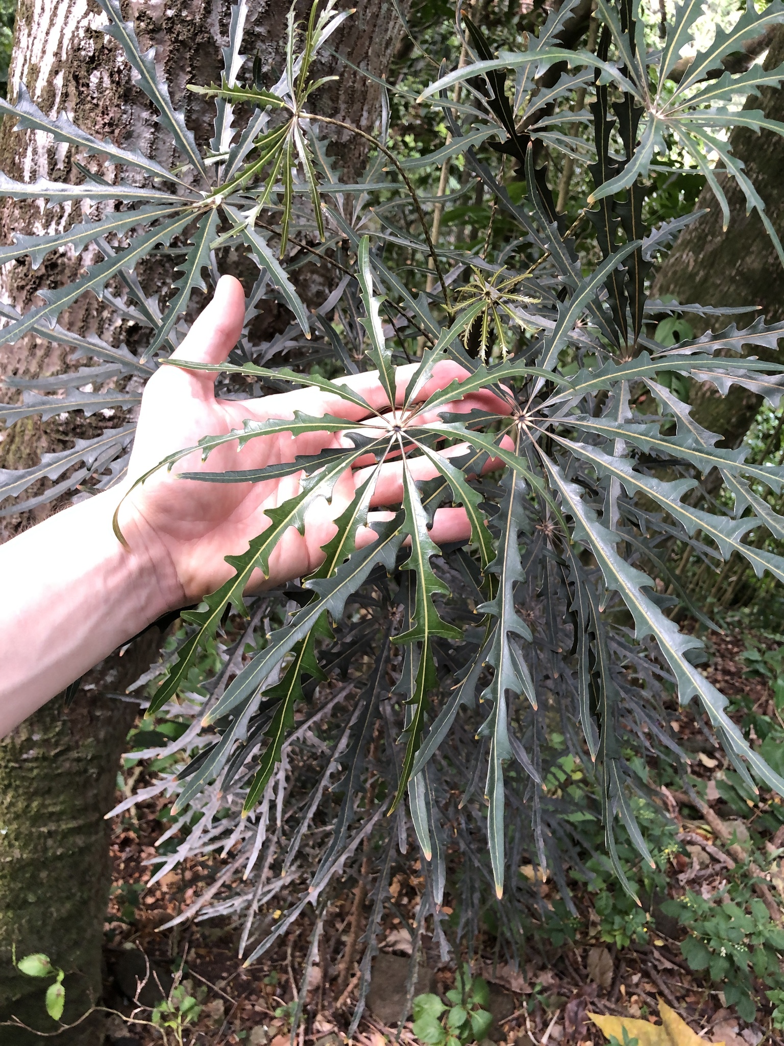 Imagem de Arália elegantíssima