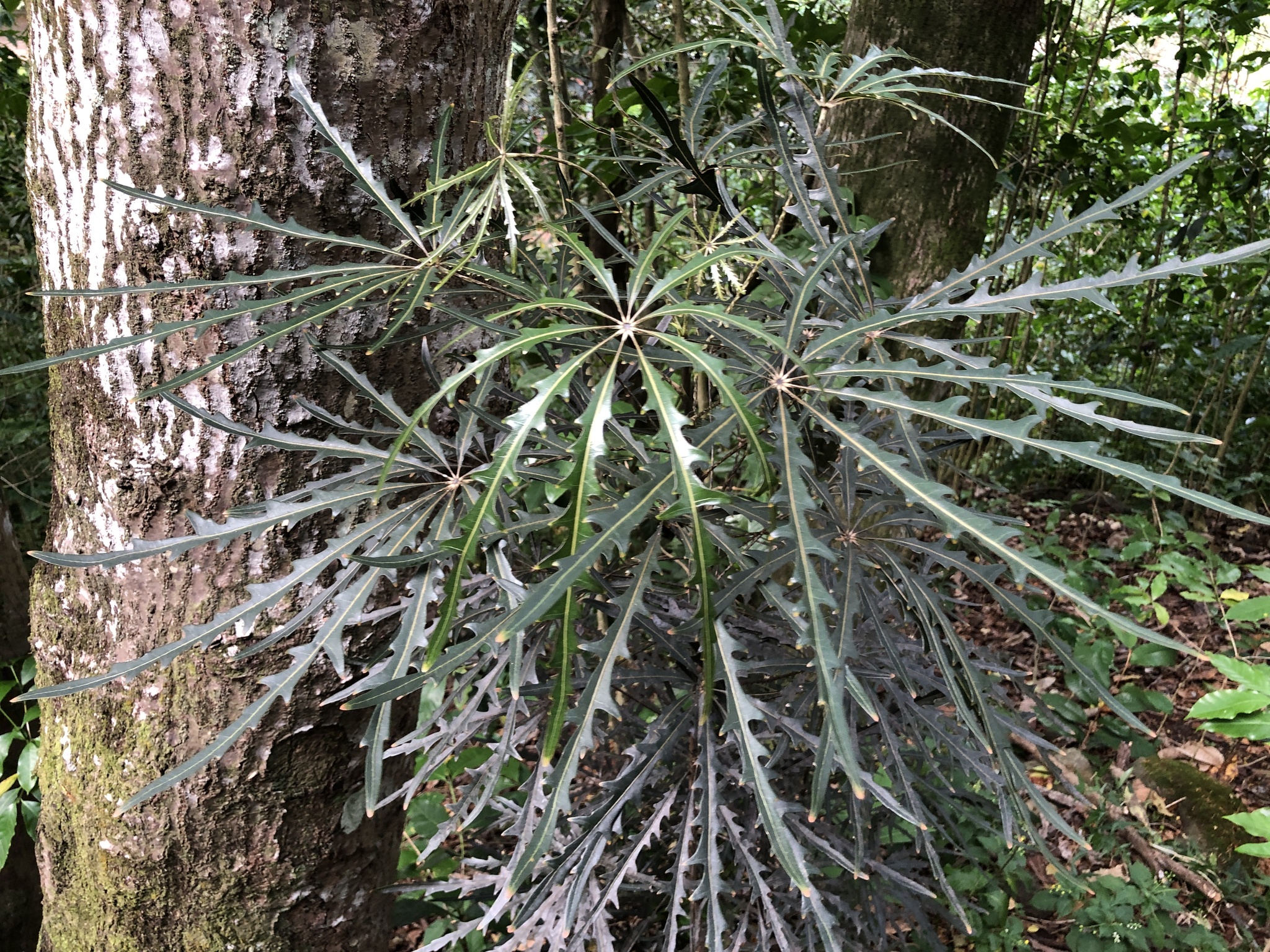 Imagem de Arália elegantíssima