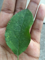 Malus dasyphylla